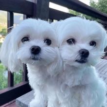 Healthy Male and Female MALTESE Puppies Available For Adoption (yannickbree@gmail.com) Image eClassifieds4u 4