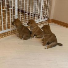 Healthy Male and SHIBA INU Puppies Available For Adoption (rebecajohnson249@gmail.com) Image eClassifieds4u 3