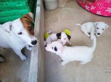 Jack russell puppies (tylerkicks56@gmail.com) Image eClassifieds4u 2