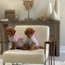 Maltipoo Puppies Looking For Their Forever Home(vidskelley@gmail.com) Image eClassifieds4u 4