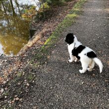 Newfoundland puppies for adoption (clintongreen269@gmail.com) Image eClassifieds4u 3