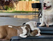 Pitbull puppies for adoption (jespalink@gmail.com) Image eClassifieds4u 4