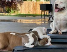 Pitbull puppies for adoption (jespalink@gmail.com) Image eClassifieds4u 3