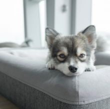Pomsky puppies for adoption (markleeds18@gmail.com) Image eClassifieds4u 3