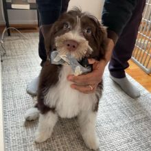 Portuguese Water Dog Puppies Image eClassifieds4U
