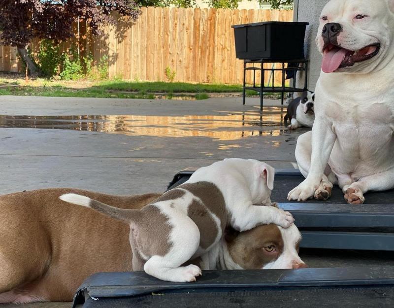 Pitbull puppies for adoption (jespalink@gmail.com) Image eClassifieds4u