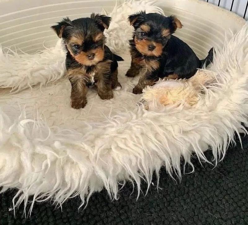 Two Teacup YORKIE Puppies Need a New Family (jmalin882@gmail.com) Image eClassifieds4u