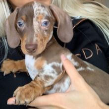 2 Dachsund Puppies for adoption (ernestjovette@gmail.com)