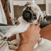 Beautiful purebred pug puppies💕Delivery Available🌎