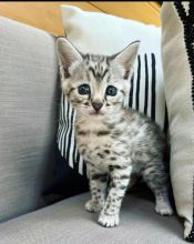 Cute and adorable savannah kittens ready for adoption