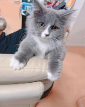 Cute gray kitten available for free adoption