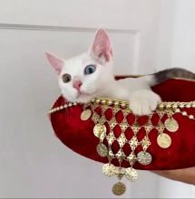 Free adoption of cute Khao mané kitten