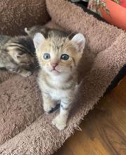 Savannah cute kitten available for free adoption