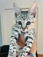 Savannah kittens ready for free adoption