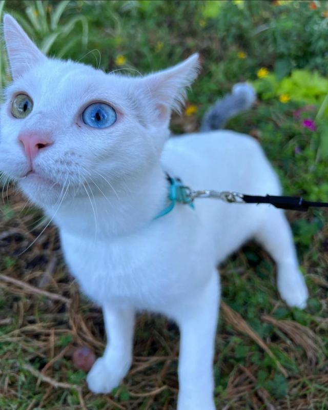 Khao mané kitten available for free adoption Image eClassifieds4u