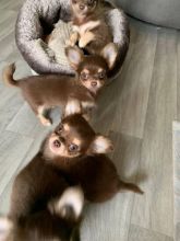 chihuahua puppies (neolmarkride@gmail.com) Image eClassifieds4u 2