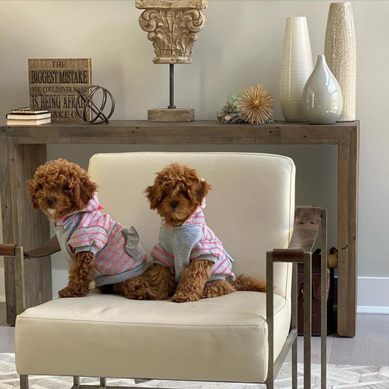 Maltipoo Puppies Looking For Their Forever Home(vidskelley@gmail.com) Image eClassifieds4u