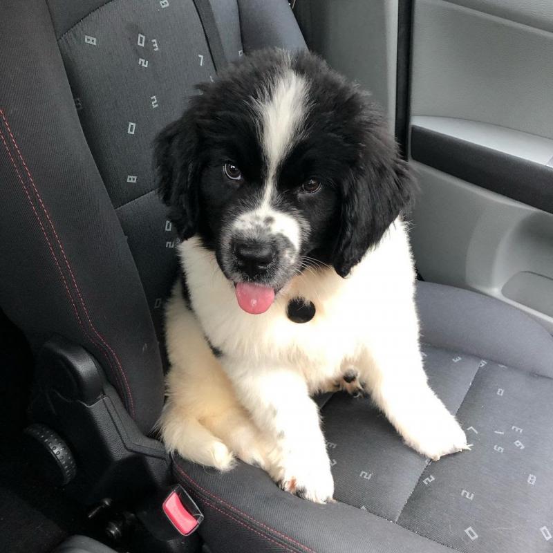 Newfoundland puppies for adoption (clintongreen269@gmail.com) Image eClassifieds4u