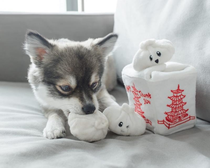 Pomsky puppies for adoption (markleeds18@gmail.com) Image eClassifieds4u