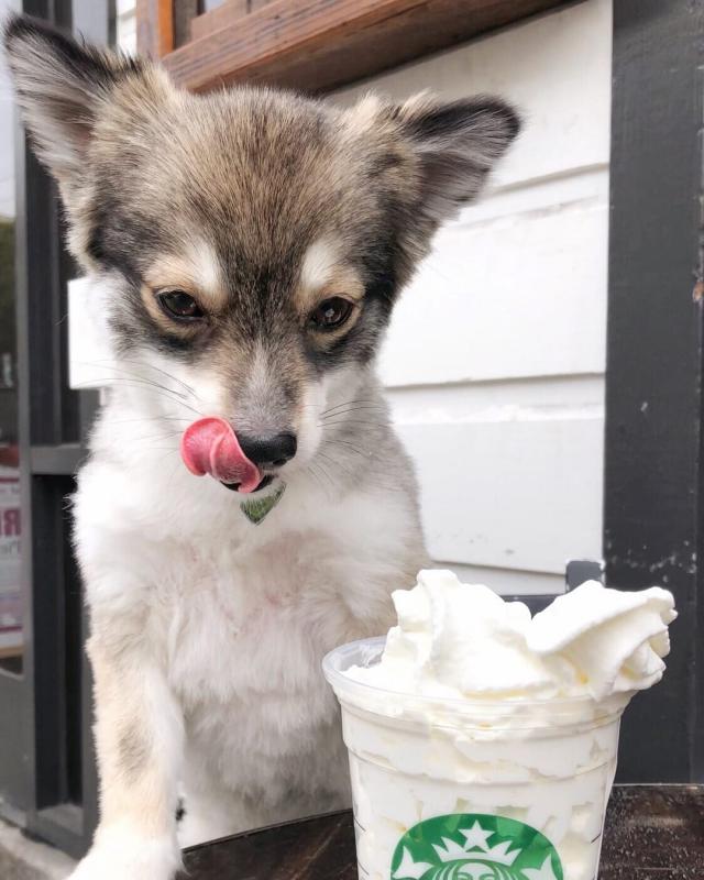 Pomsky puppies for adoption (markleeds18@gmail.com) Image eClassifieds4u