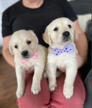 Adorable Golden Retriever puppies