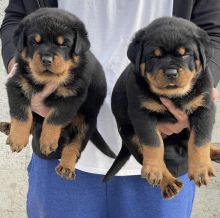 Adorable Male and Female Rottweiller Puppies Up for Adoption...