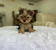 Best Quality male and female Yorkshire Terrier puppies for adoption
