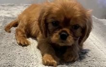 Cute Male and Female King Charles cavalier Puppies Up for Adoption...
