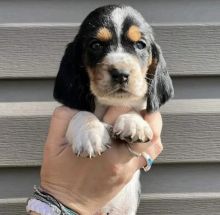 Cute Male and Female Baset hound Puppies Up for Adoption...