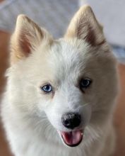 Cute Male and Female pomsky Puppies Up for Adoption...