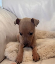 italian greyhound puppies