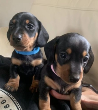 Miniature dachshund boys and girls