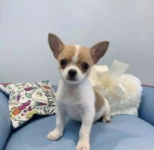 Well trained Male and Female Chihuahua Puppies Up for Adoption...