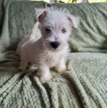West Highland terrier pups available