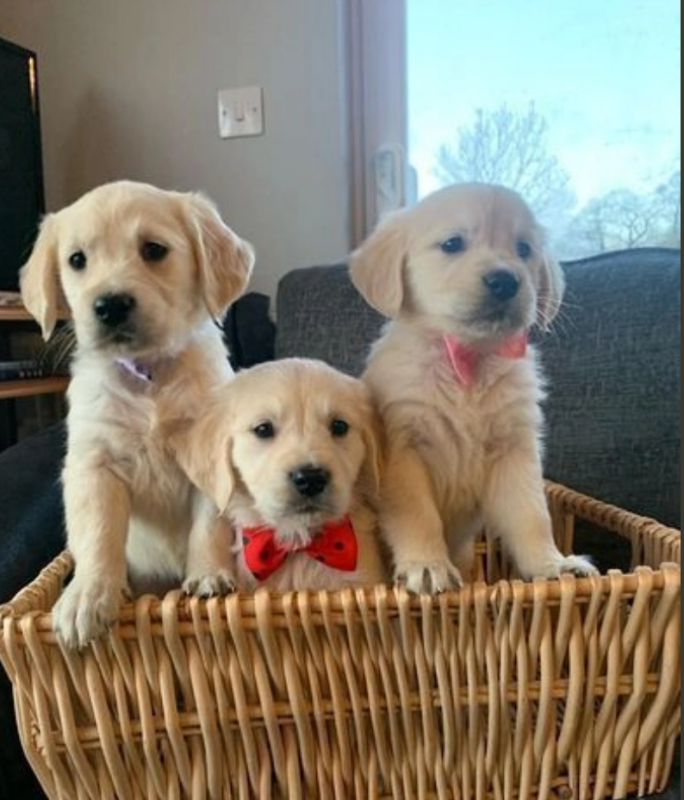 Adorable Golden Retriever puppies Image eClassifieds4u