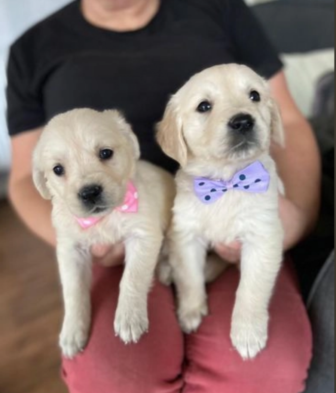Adorable Golden Retriever puppies Image eClassifieds4u