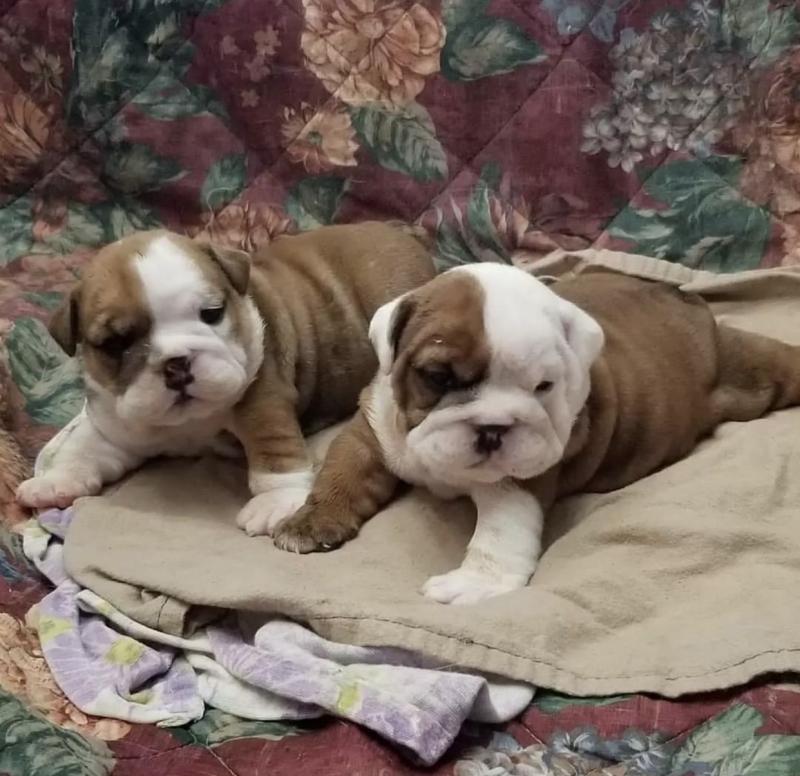 Best Quality male and female English Bulldog puppies for adoption... Image eClassifieds4u