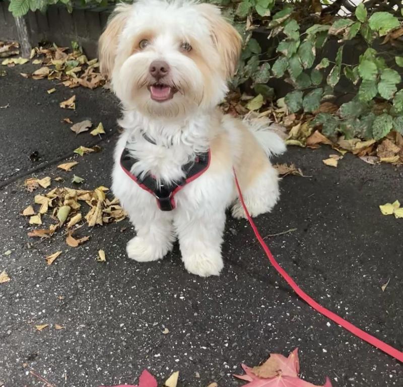 Best Quality male and female Morkie puppies for adoption... Image eClassifieds4u