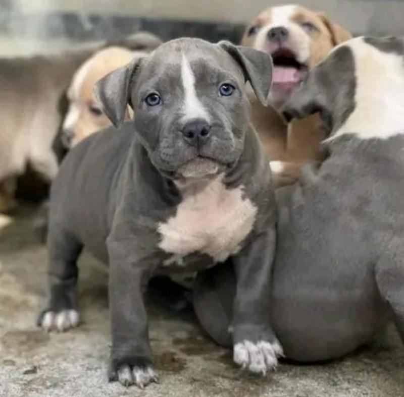 Best Quality male and female Pitbull puppies for adoption Image eClassifieds4u