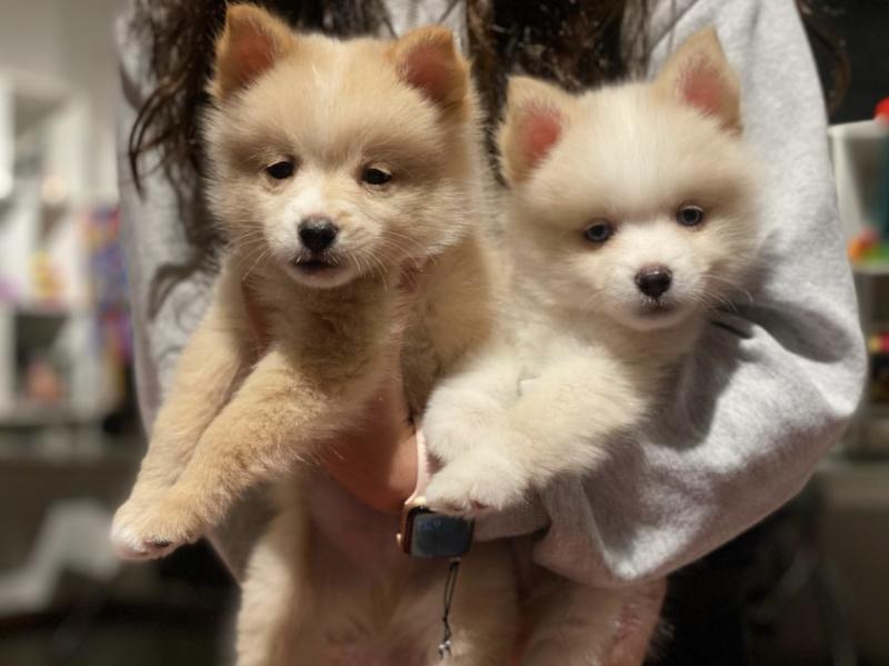 Best Quality male and female Pomsky puppies for adoption Image eClassifieds4u