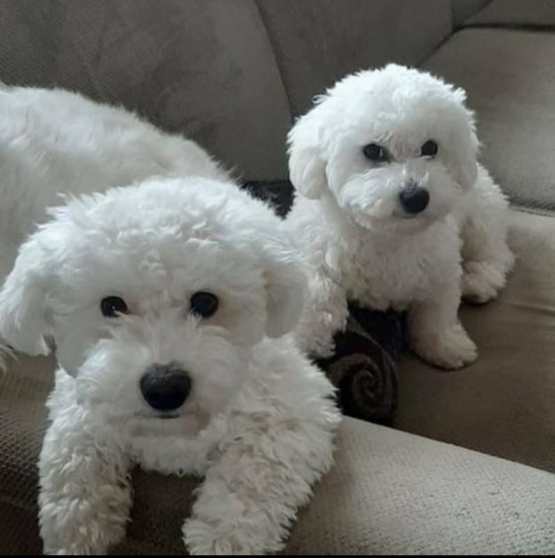 C.K.C MALE AND FEMALE BICHON FRISE PUPPIES AVAILABLE... Image eClassifieds4u