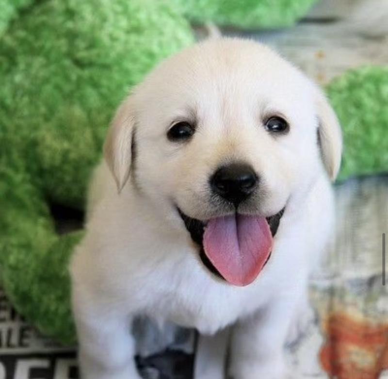 Cute Male and Female Cavapoo Puppies Up for Adoption... Image eClassifieds4u