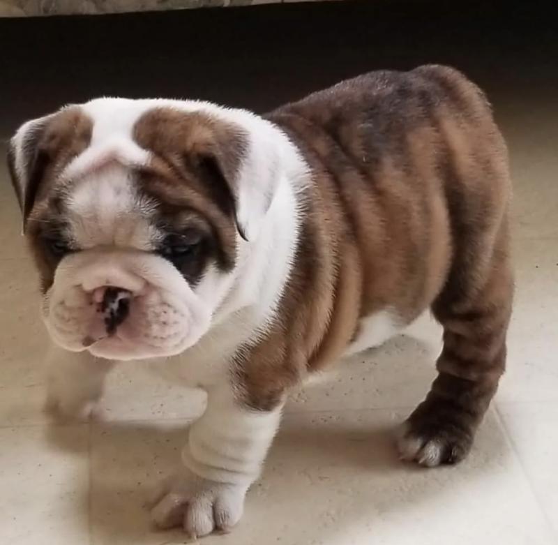 Cute Male and Female English Bulldog Puppies Up for Adoption... Image eClassifieds4u