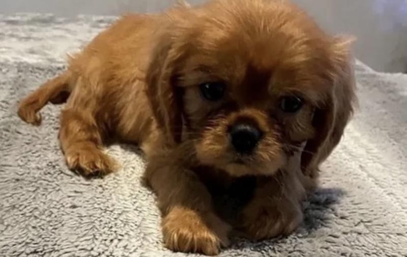 Cute Male and Female King Charles cavalier Puppies Up for Adoption... Image eClassifieds4u