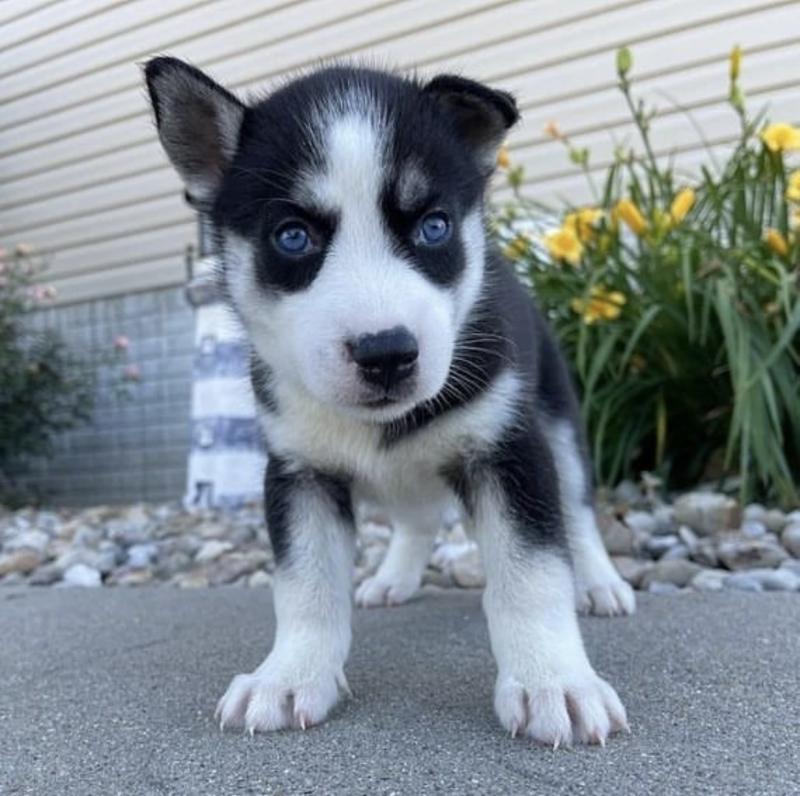 Cute Male and Female blue eyes siberian husky Puppies Up for Adoption... Image eClassifieds4u