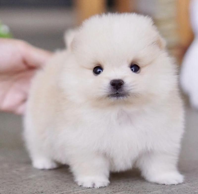 Cute Male and Female Pomeranian Puppies Up for Adoption... Image eClassifieds4u