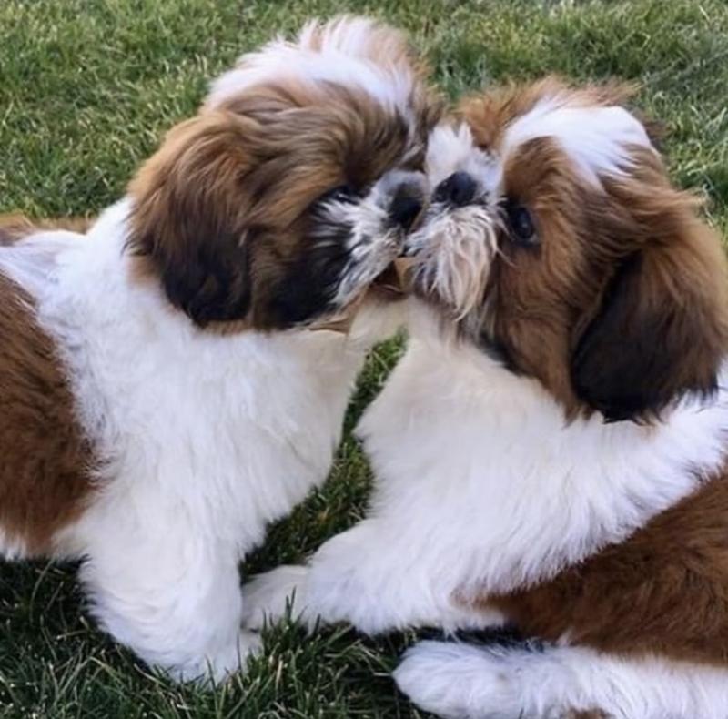 Cute Male and Female Shih Tzu Puppies Up for Adoption... Image eClassifieds4u