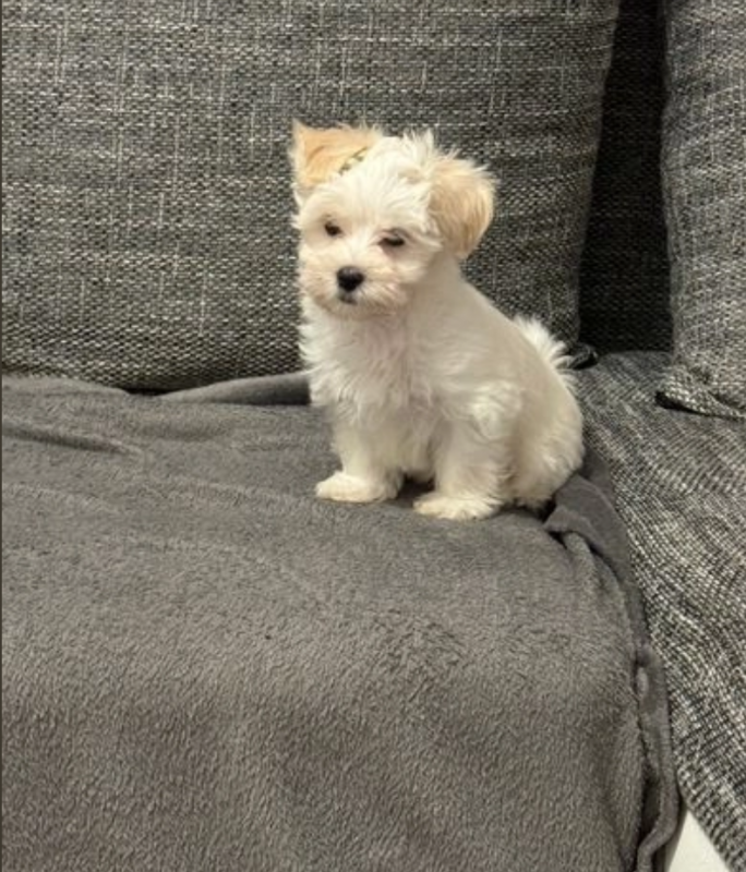 Gorgeous litter of Havanese puppies Image eClassifieds4u