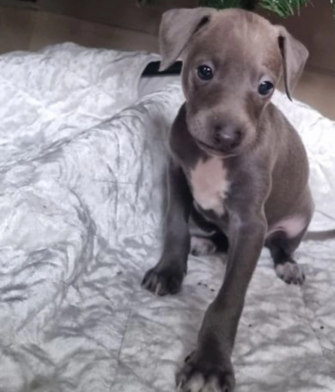 italian greyhound puppies Image eClassifieds4u