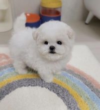Adorable bichon frise puppies... Email at [ masonthomas967@gmail.com ] Image eClassifieds4u 2